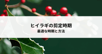 ヒイラギの剪定時期とは？最適な時期と方法を解説