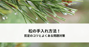 松の手入れ方法！剪定のコツとよくある問題対策