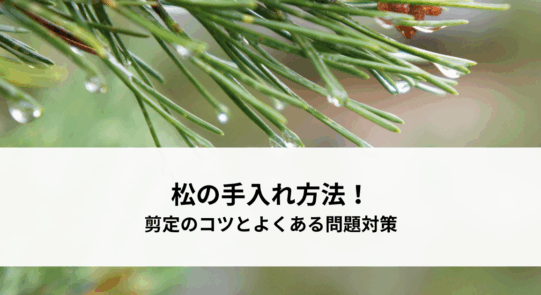 松の手入れ方法！剪定のコツとよくある問題対策