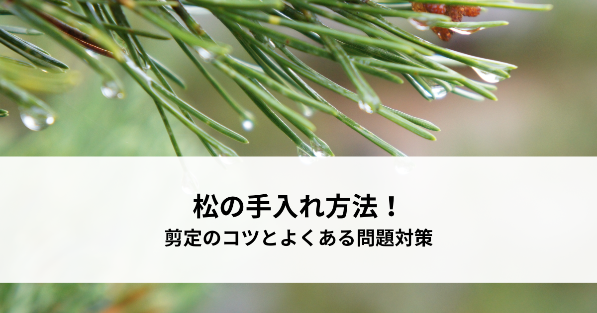 松の手入れ方法!剪定のコツとよくある問題対策