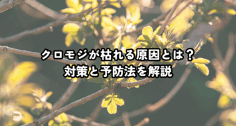 クロモジが枯れる原因とは？対策と予防法を解説