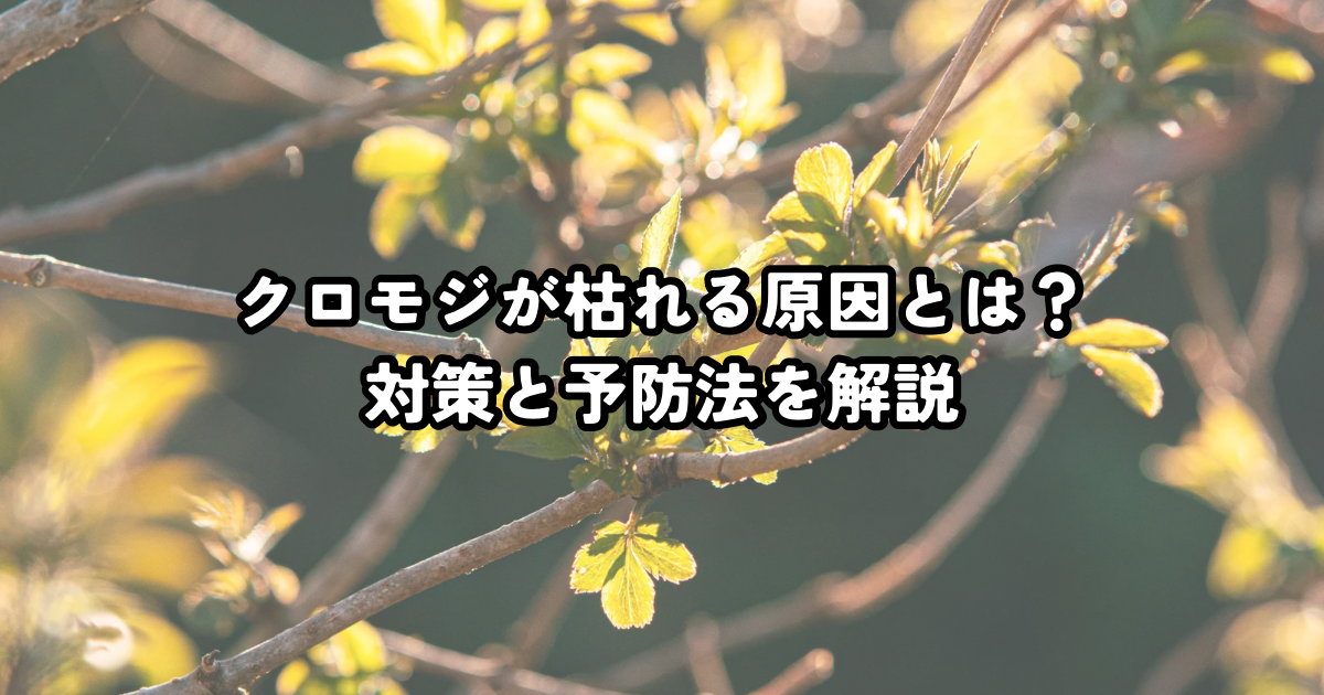クロモジが枯れる原因とは?対策と予防法を解説