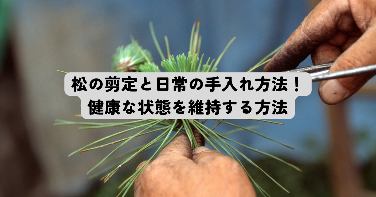 松の剪定と日常の手入れ方法!健康な状態を維持する方法