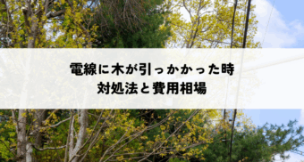 電線に木が引っかかった時の対処法と費用相場
