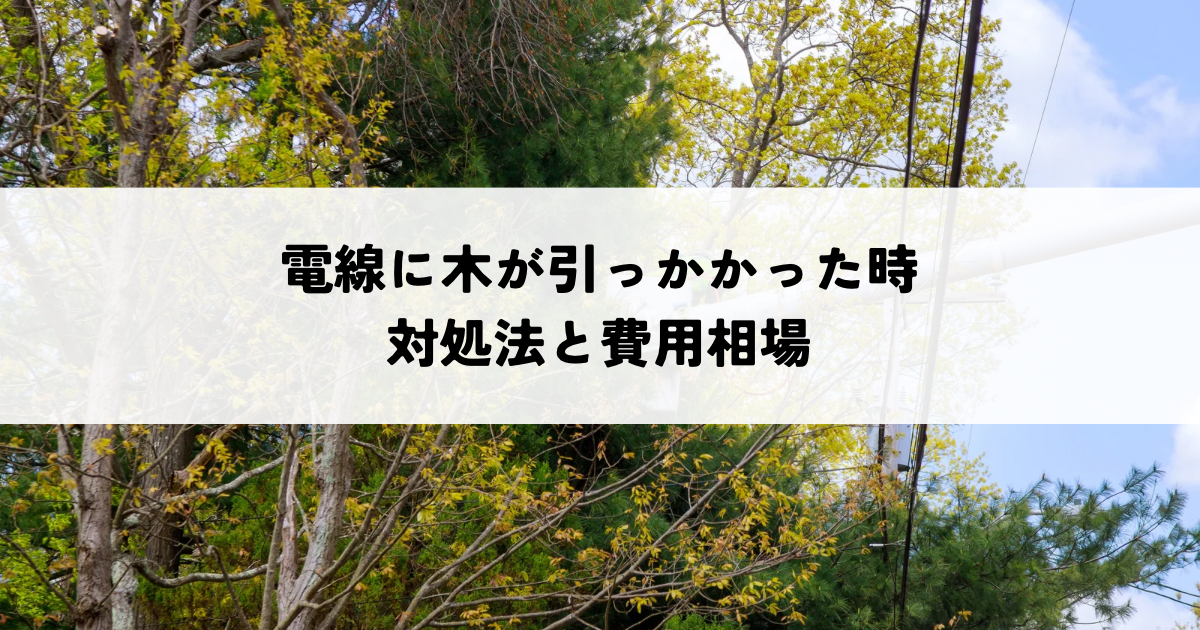 電線に木が引っかかった時の対処法と費用相場