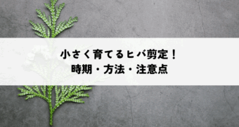 小さく育てるヒバ剪定！時期・方法・注意点