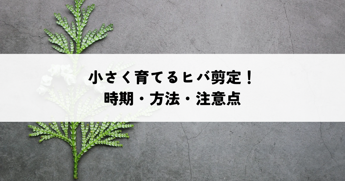 小さく育てるヒバ剪定！時期・方法・注意点