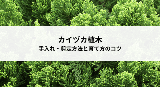 カイヅカ植木の手入れ・剪定方法と育て方のコツ