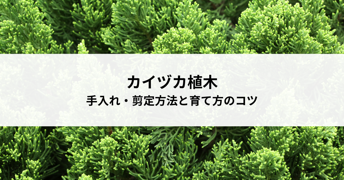 カイヅカ植木の手入れ・剪定方法と育て方のコツ