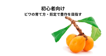 初心者向けビワの育て方・剪定で豊作を目指そう