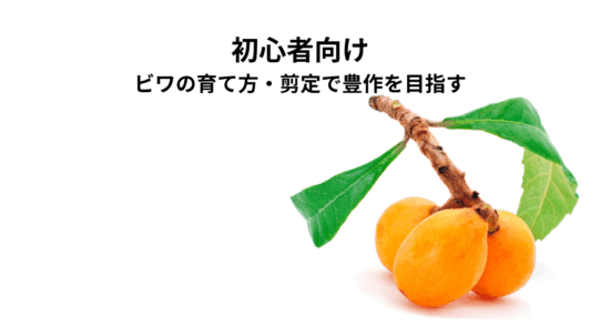 初心者向けビワの育て方・剪定で豊作を目指そう