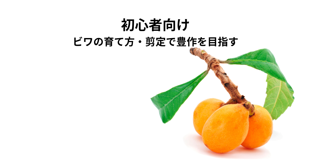 初心者向けビワの育て方・剪定で豊作を目指そう