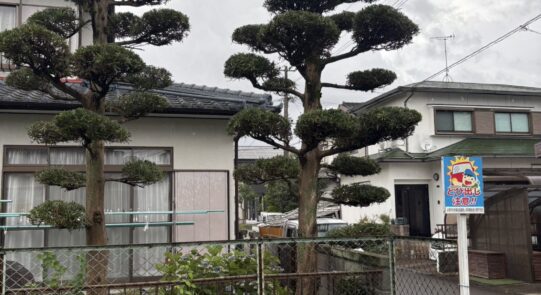 小郡市松崎　マキの木剪定工事