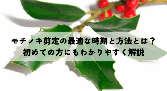 モチノキ剪定の最適な時期と方法とは？初めての方にもわかりやすく解説