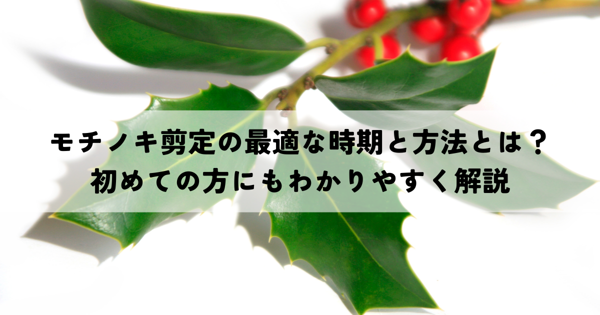 モチノキ剪定の最適な時期と方法とは？初めての方にもわかりやすく解説