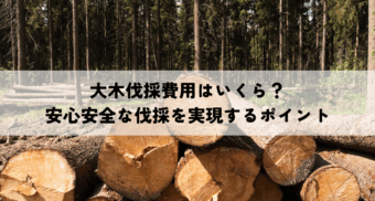 大木伐採費用はいくら？安心安全な伐採を実現するためのポイントを解説