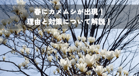 春にカメムシが出現！理由と対策について解説！