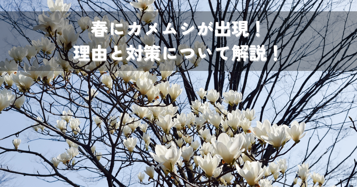 春にカメムシが出現！理由と対策について解説！