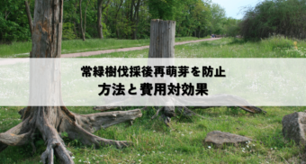 常緑樹伐採後再萌芽防止策と除草剤活用法