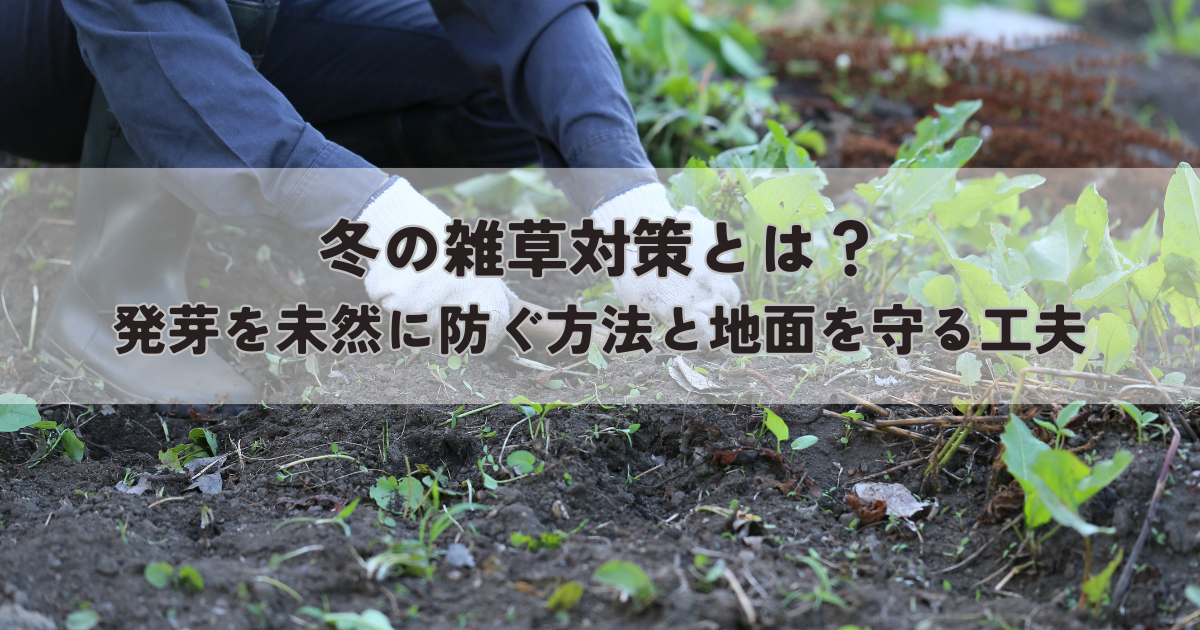 冬の雑草対策とは？発芽を未然に防ぐ方法と地面を守る工夫