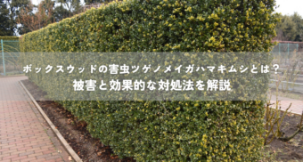 ボックスウッドの害虫ツゲノメイガハマキムシとは？被害と効果的な対処法を解説