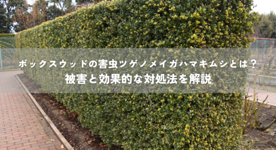 ボックスウッドの害虫ツゲノメイガハマキムシとは？被害と効果的な対処法を解説