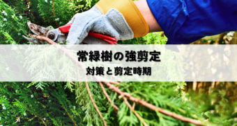 近隣トラブルを防ぐ枝木の剪定方法と適切な対策