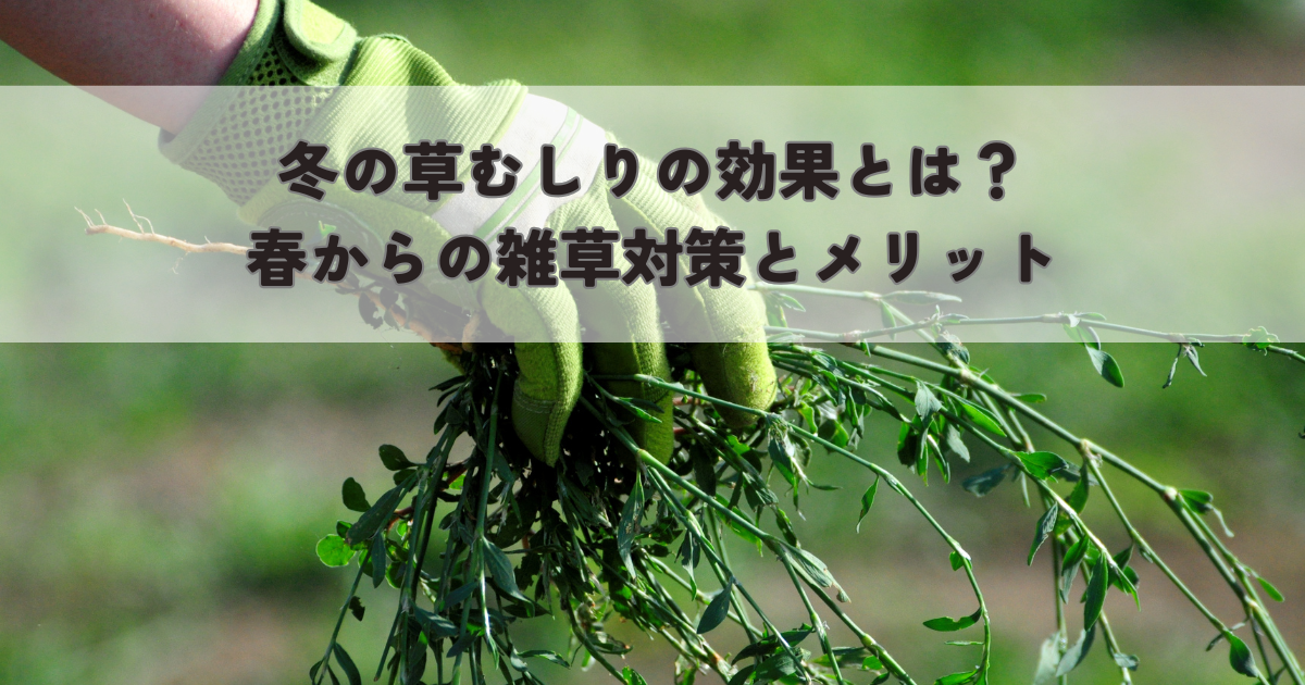 冬の草むしりの効果とは？春からの雑草対策とメリット