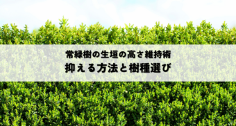 常緑樹生垣の高さを抑える方法剪定と成長抑制のコツ