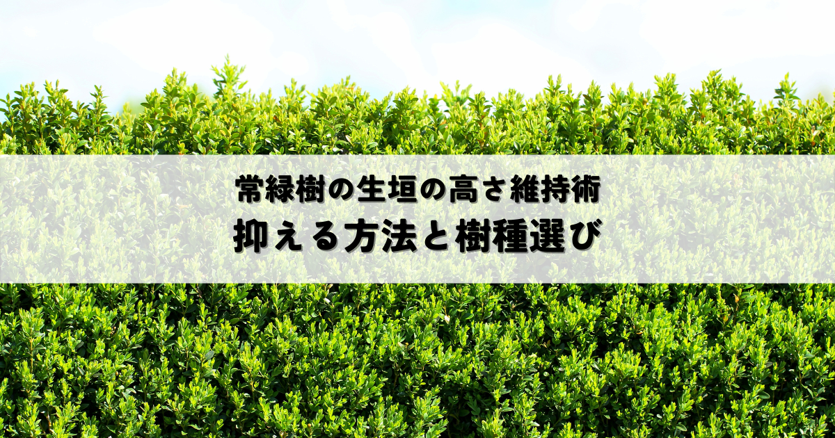 常緑樹生垣の高さを抑える方法剪定と成長抑制のコツ