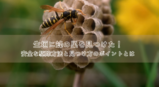 生垣に蜂の巣を見つけた！安全な駆除方法と見つけ方のポイントとは