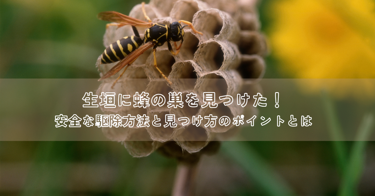 生垣に蜂の巣を見つけた！安全な駆除方法と見つけ方のポイントとは