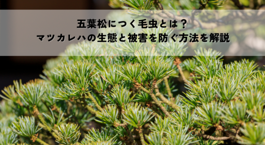五葉松につく毛虫とは？マツカレハの生態と被害を防ぐ方法を解説