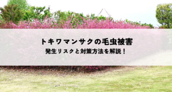 トキワマンサクの毛虫被害とは？発生リスクと対策方法を解説！
