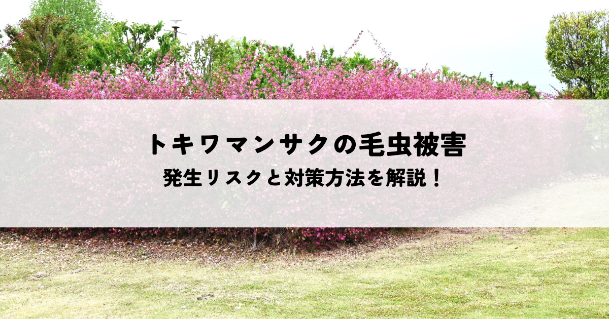 トキワマンサクの毛虫被害とは？発生リスクと対策方法を解説！