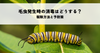 毛虫発生時の消毒はどうする？駆除方法と予防策を解説