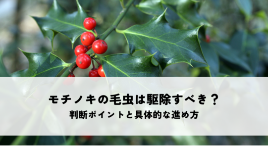 モチノキの毛虫は駆除すべき？判断ポイントと具体的な進め方を解説