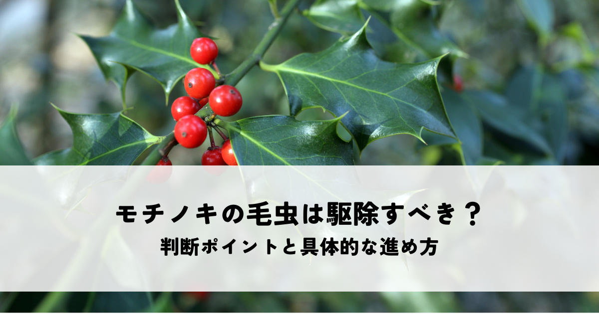 モチノキの毛虫は駆除すべき?判断ポイントと具体的な進め方を解説