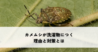 カメムシが洗濯物につく理由と対策とは
