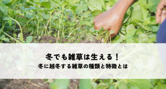 冬でも雑草は生える！冬に越冬する雑草の種類と特徴とは