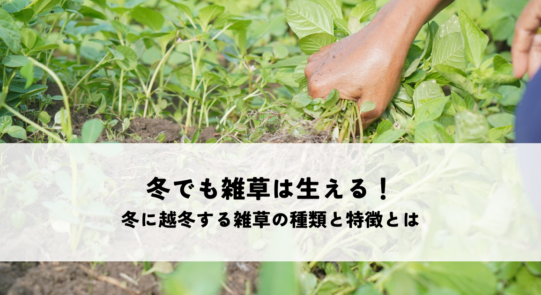 冬でも雑草は生える！冬に越冬する雑草の種類と特徴とは
