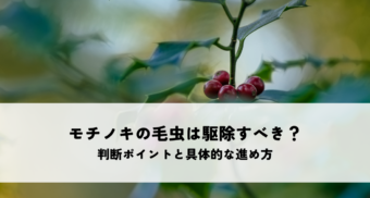 モチノキの毛虫は駆除すべき？判断ポイントと具体的な進め方を解説