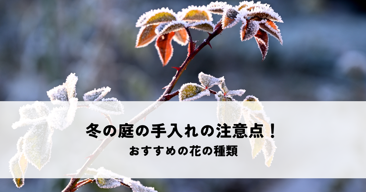 冬の庭の手入れの注意点！おすすめの花の種類を解説！
