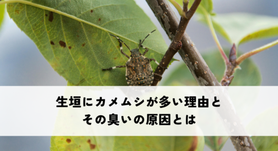 生垣にカメムシが多い理由とその臭いの原因とは