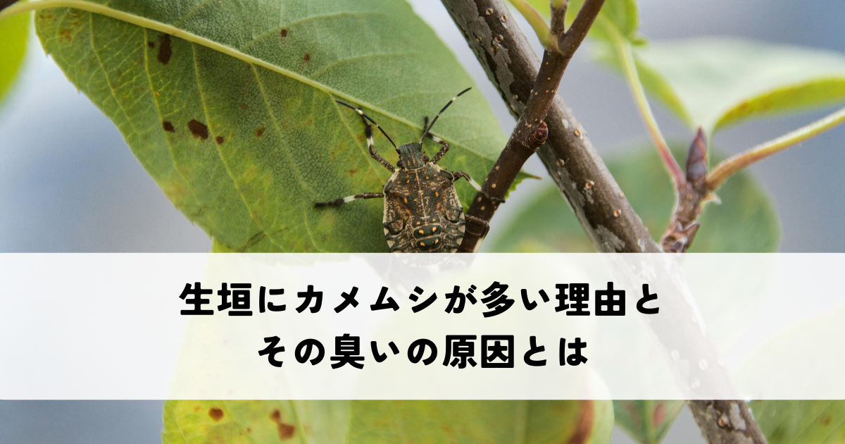 生垣にカメムシが多い理由とその臭いの原因とは