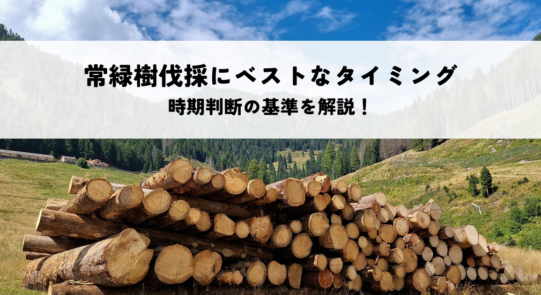 常緑樹伐採にベストなタイミングとは？時期判断の基準を解説！