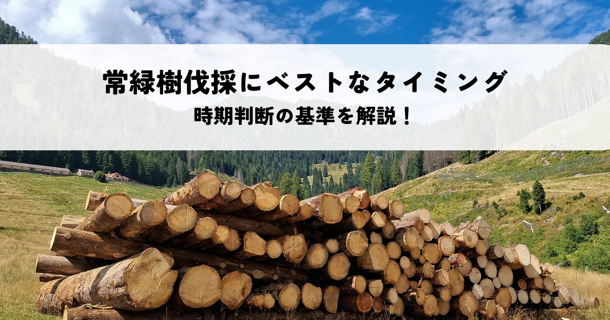 常緑樹伐採にベストなタイミングとは？時期判断の基準を解説！