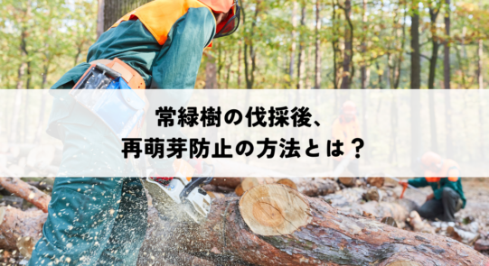 常緑樹の伐採後、再萌芽防止の方法とは？