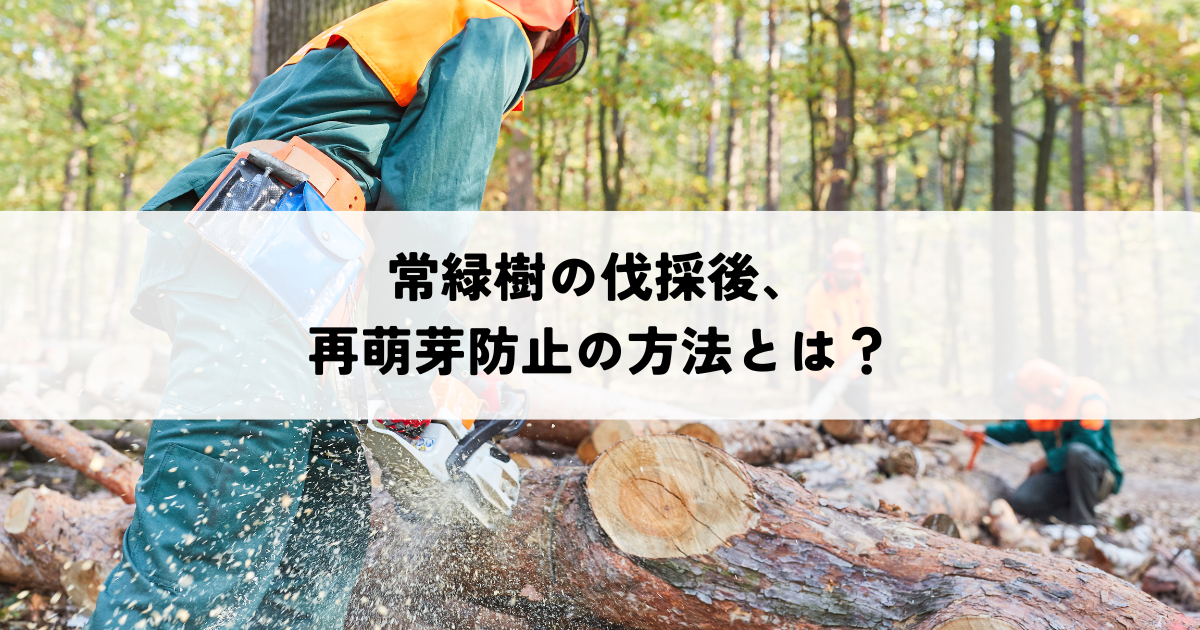 常緑樹の伐採後、再萌芽防止の方法とは？