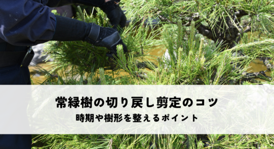 常緑樹の切り戻し剪定のコツとは？時期や樹形を整えるポイントを解説